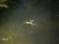 Wasserfrosch