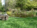 gartenteich