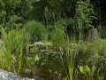 teich-3