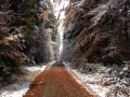 waldweg-mit-schnee