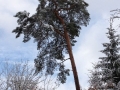 winterbaum